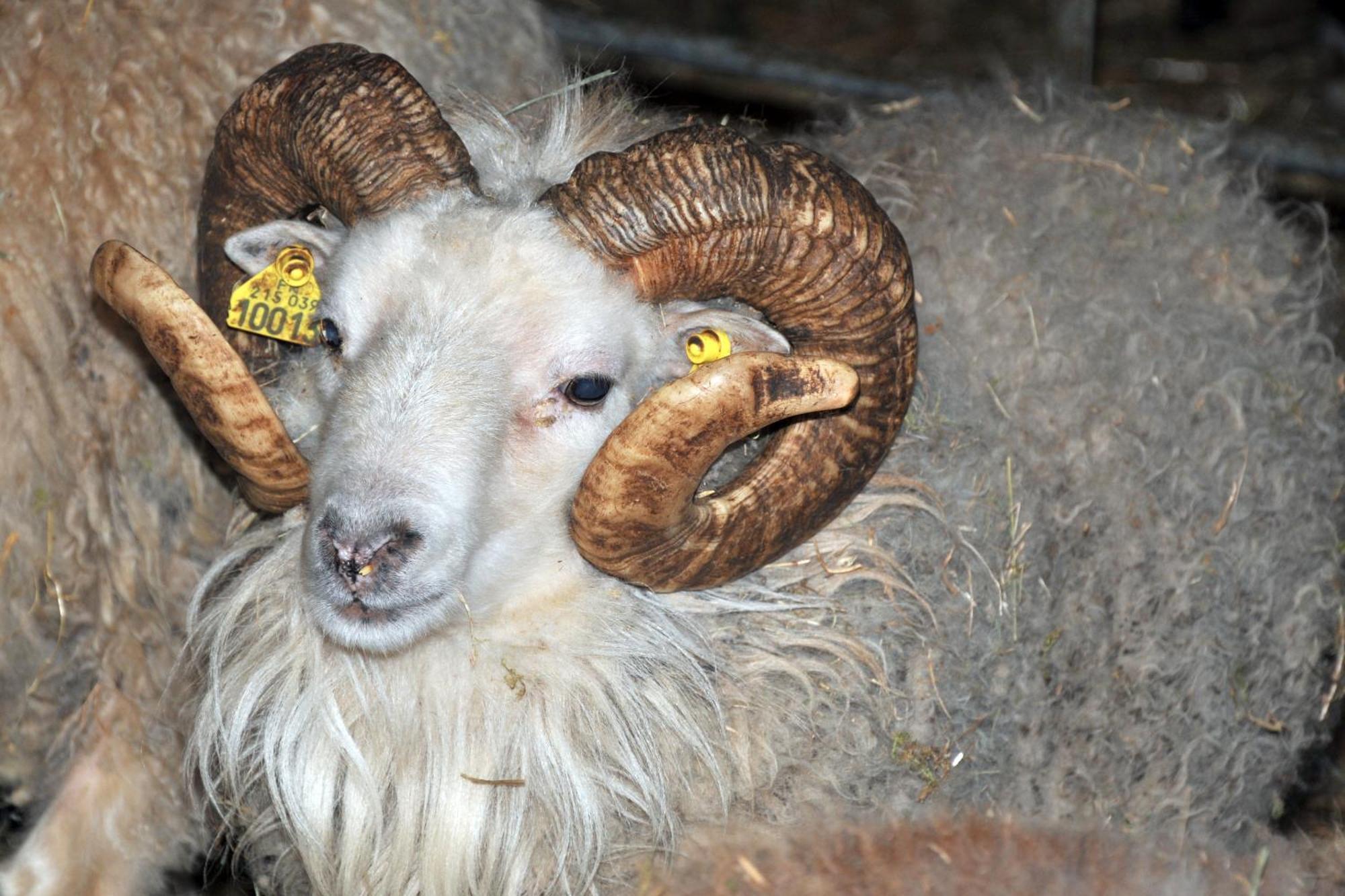 La Ferme De Flo' Villa Evry  Dış mekan fotoğraf